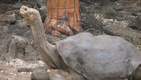 Геном старейшей черепахи поможет омолодить человечество