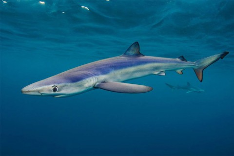 Австралийский пенсионер избил акулу и спас себе жизнь