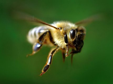 Почему в России начали массово гибнуть пчелы?
