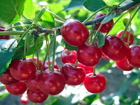 Что делать, если почернели плоды у вишни