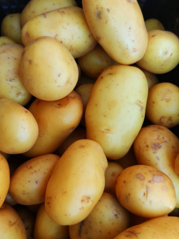 Как получить семена из ягод на картофельных кустах