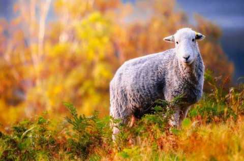 Народный календарь: ​Овчар и Овечница