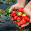 Советы бывалого садовода: поливаем яблоню, клубнику и помидоры