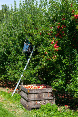 Как нужно подкармливать яблони осенью