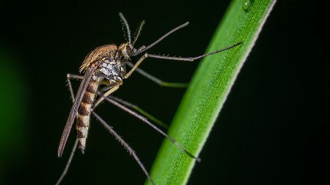 Россиян информируют об опасных лихорадок из-за комаров