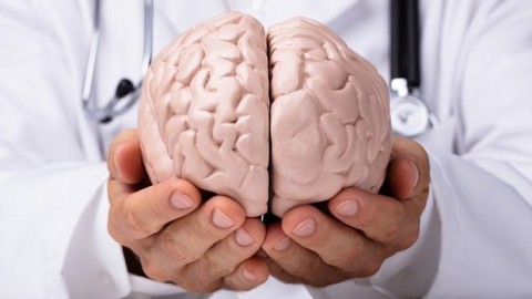 ​Ученые вырастили мозг для лечения деменции