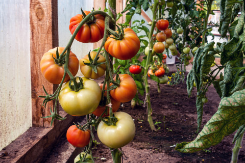 ​Садовод объяснила, почему трескаются зеленые помидоры