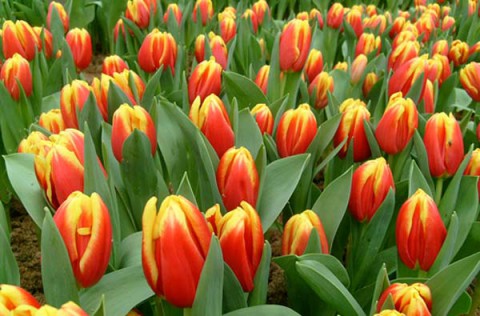 Советы бывалого садовода: о тюльпанах