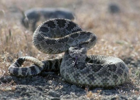 Ученые в шоке: в какую погоду змеи кусают чаще?