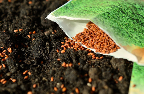 Правда о ГМО. Магазинные семена - сплошь химия и ГМО?