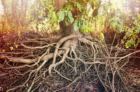 Как помочь корням растений "дышать"?