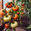 ​Садовод объяснила, почему трескаются зеленые помидоры