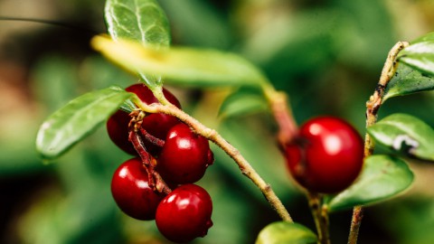 «Царская ягода» может защитить организм от коронавируса