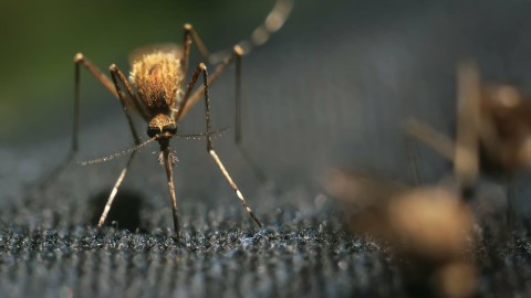 Ждать ли в 2021 году нашествия комаров?