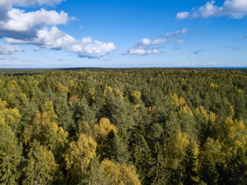 Уральская семья пряталась от коронавируса в лесу