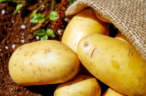 Какие сорта уральского картофеля - лучше всех?
