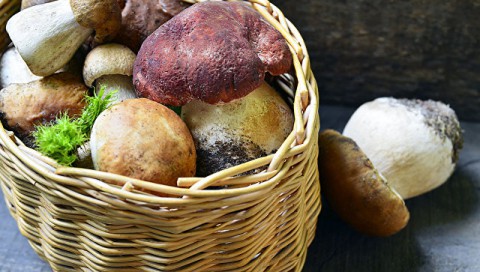 Как собирать и готовить грибы с пользой для здоровья?