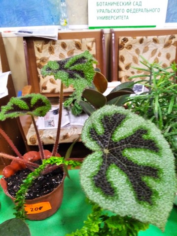 Садоводы начали подготовку к весне большой конференцией