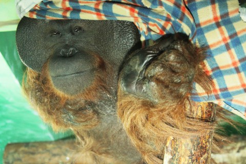 ​Шимпанзе обожают блинчики, а орангутан?