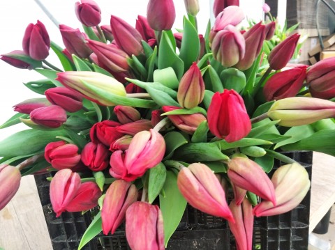 ​Уральские тюльпаны торопят весну