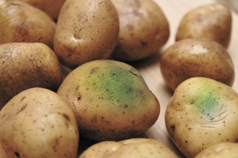 ​Почему картофель зеленеет и что с ним делать?