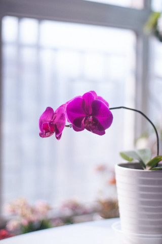 Житейская история: ​Подарила родственнице прекрасную орхидею…