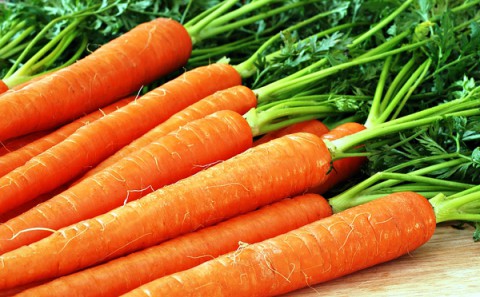 Сад в августе: чем подкормить морковь, чтобы она была сладкая