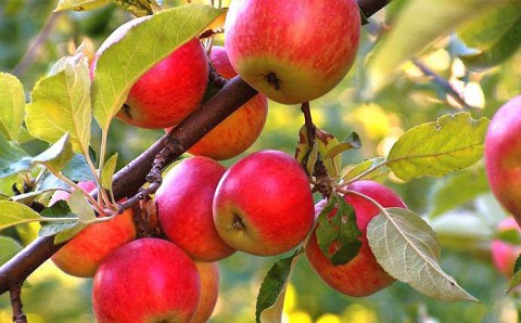 Советы бывалого садовода: осенняя борьба с паршой на яблоне