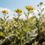 На что годятся сорняки