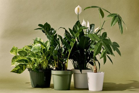 Ученые развеяли миф о пользе комнатных растений