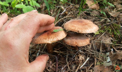 Какие съедобные грибы лучше не собирать