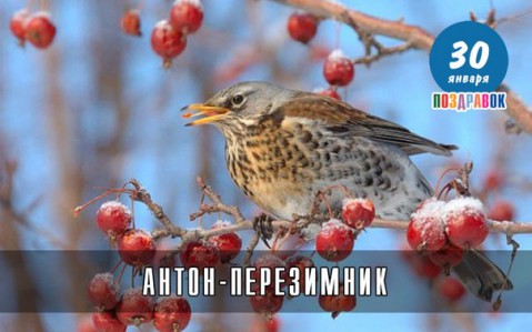 Народный календарь: ​Антон Перезимник