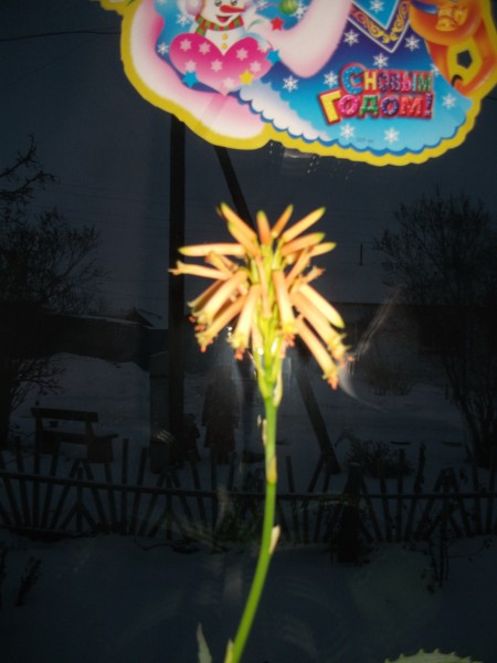 Цветущий алоэ из с. Усть-Ницинское
